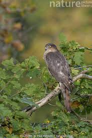 Attēlu rezultāti vaicājumam “Accipiter nisus female”