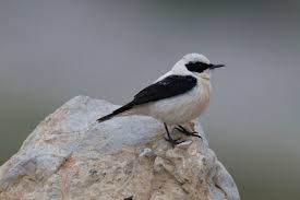 Image result for Oenanthe hispanica