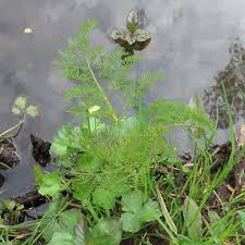 Attēlu rezultāti vaicājumam “Oenanthe aquatica”