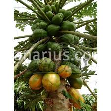 Image result for Carica papaya