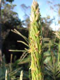 Attēlu rezultāti vaicājumam “Zea mays male flower”