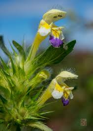Attēlu rezultāti vaicājumam “Galeopsis speciosa flower”