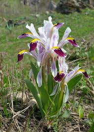 Attēlu rezultāti vaicājumam “Iris rosenbachiana flower”