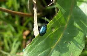 Attēlu rezultāti vaicājumam “Altica sp.”