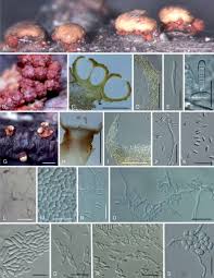 Attēlu rezultāti vaicājumam “Nectria sp., Neonectria sp.”