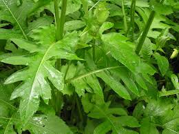 Attēlu rezultāti vaicājumam “Cirsium oleraceum”