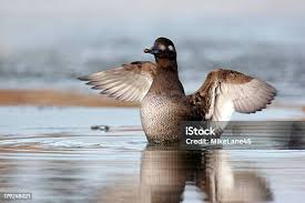 Attēlu rezultāti vaicājumam “Melanitta fusca”