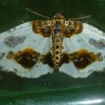 Attēlu rezultāti vaicājumam “Abraxas sylvata”