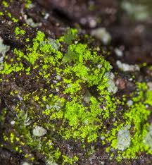 Attēlu rezultāti vaicājumam “Schistostega pennata”