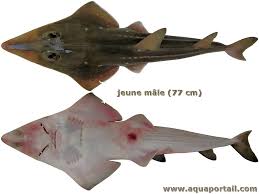 Image result for Acroteriobatus blochii