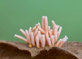 Attēlu rezultāti vaicājumam “Tranzschelia anemones”