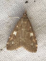 Attēlu rezultāti vaicājumam “Udea olivalis”