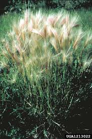 Attēlu rezultāti vaicājumam “Hordeum jubatum”