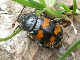 Attēlu rezultāti vaicājumam “Nicrophorus vespillo”