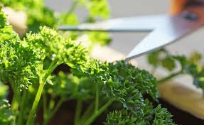 Image result for Petersilie