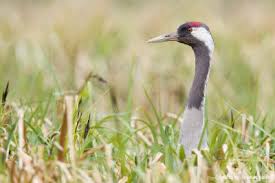 Attēlu rezultāti vaicājumam “Grus grus nest”