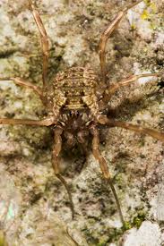 Attēlu rezultāti vaicājumam “Lophopilio palpinalis”