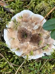 Attēlu rezultāti vaicājumam “Phellodon tomentosus”