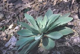 Attēlu rezultāti vaicājumam “Verbascum thapsus leaf”