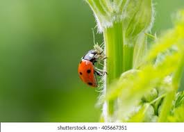 Attēlu rezultāti vaicājumam “Adalia bipunctata imago”