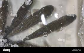 Image result for Mylopharyngodon piceus