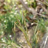 Attēlu rezultāti vaicājumam “Bromopsis inermis leaf”