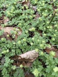 Attēlu rezultāti vaicājumam “Adoxa moschatellina”