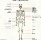 Skeleton