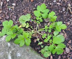 Image result for Geum urbanum