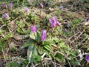 Attēlu rezultāti vaicājumam “Erythronium sibiricum”