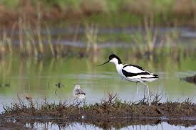 Image result for Recurvirostra avosetta