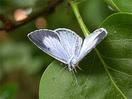 Attēlu rezultāti vaicājumam “Celastrina argiolus female”