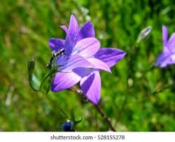 Attēlu rezultāti vaicājumam “Campanula rapunculoides bud”