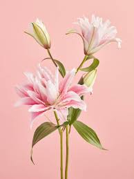 Image result for Lilie