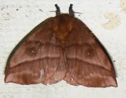 Attēlu rezultāti vaicājumam “Saturniidae”