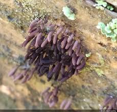 Attēlu rezultāti vaicājumam “Stemonitopsis hyperopta var. landewaldii spores”