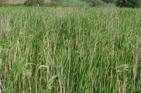 Attēlu rezultāti vaicājumam “Phragmites communis leaf”