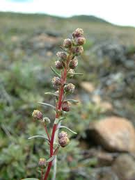Attēlu rezultāti vaicājumam “Artemisia campestris”