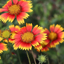 Image result for Gaillardia pulchella