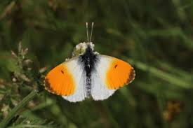 Attēlu rezultāti vaicājumam “Anthocharis cardamines underside”