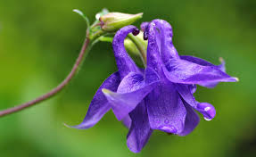 Image result for Akelei