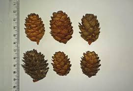 Attēlu rezultāti vaicājumam “Larix decidua var. polonica”