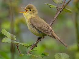 Image result for Hippolais pallida