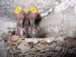 Attēlu rezultāti vaicājumam “Hirundo rustica nest”