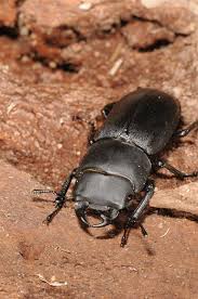 Attēlu rezultāti vaicājumam “Dorcus parallelopipedus”