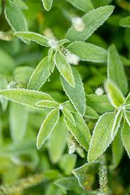 Attēlu rezultāti vaicājumam “Veronica chamaedrys leaf”