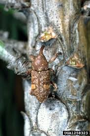 Attēlu rezultāti vaicājumam “Pissodes piniphilus”