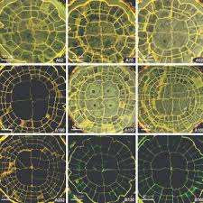 Attēlu rezultāti vaicājumam “Atrichum flavisetum sporophyte”