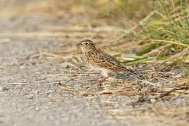 Attēlu rezultāti vaicājumam “Alauda arvensis adult”