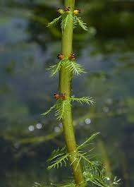 Attēlu rezultāti vaicājumam “Myriophyllum alterniflorum leaf”